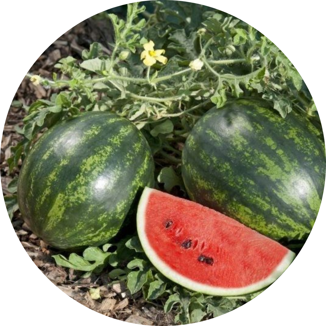 Harvesting Of<br> Watermelon